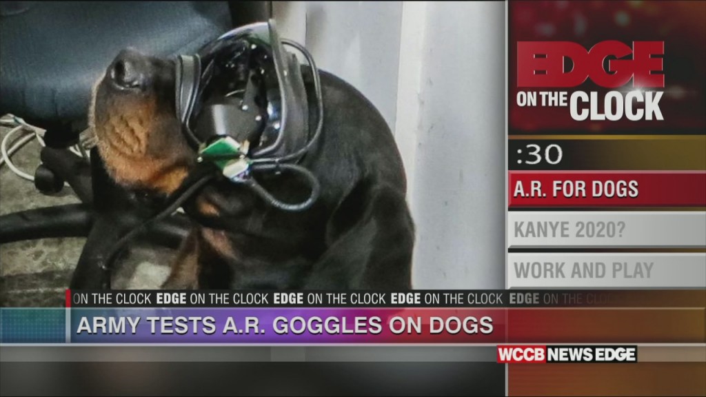 Ar For The Dogs