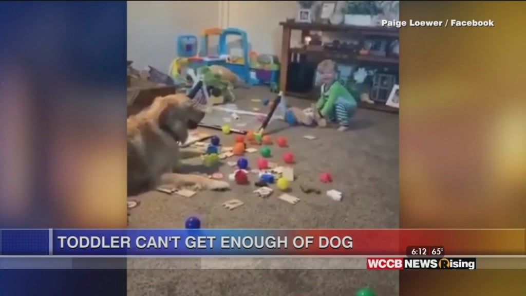 Viral Videos: Flight Attendant Sings To Passengers & Toddler & Dog Are Bffs