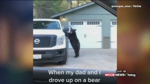 Viral Videos: Wild Bear Ride & Man Finds Out He Won Nobel Prize Via Doorbell Camera