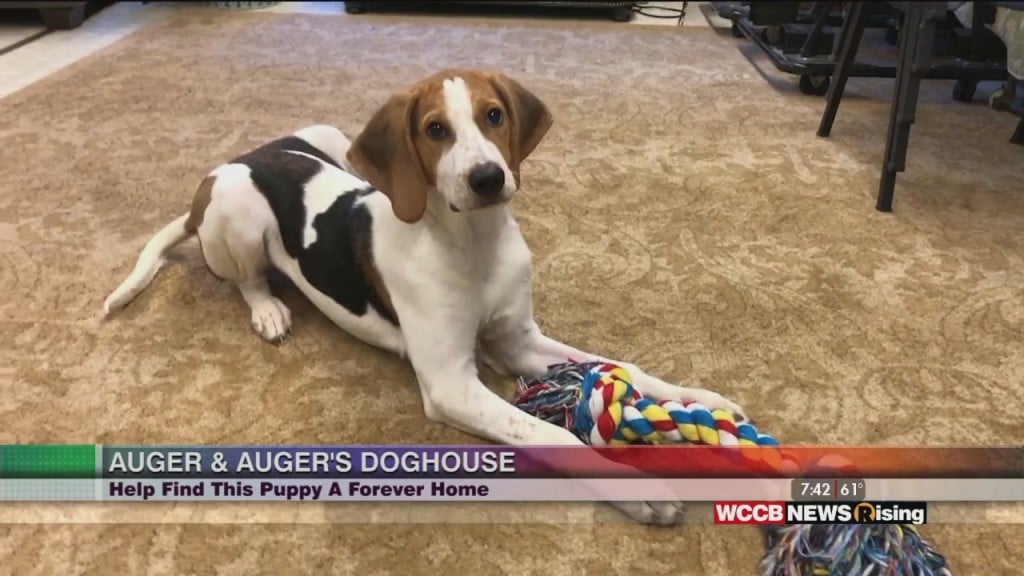 Auger & Auger's Doghouse: Help Find This Pup A Forever Home