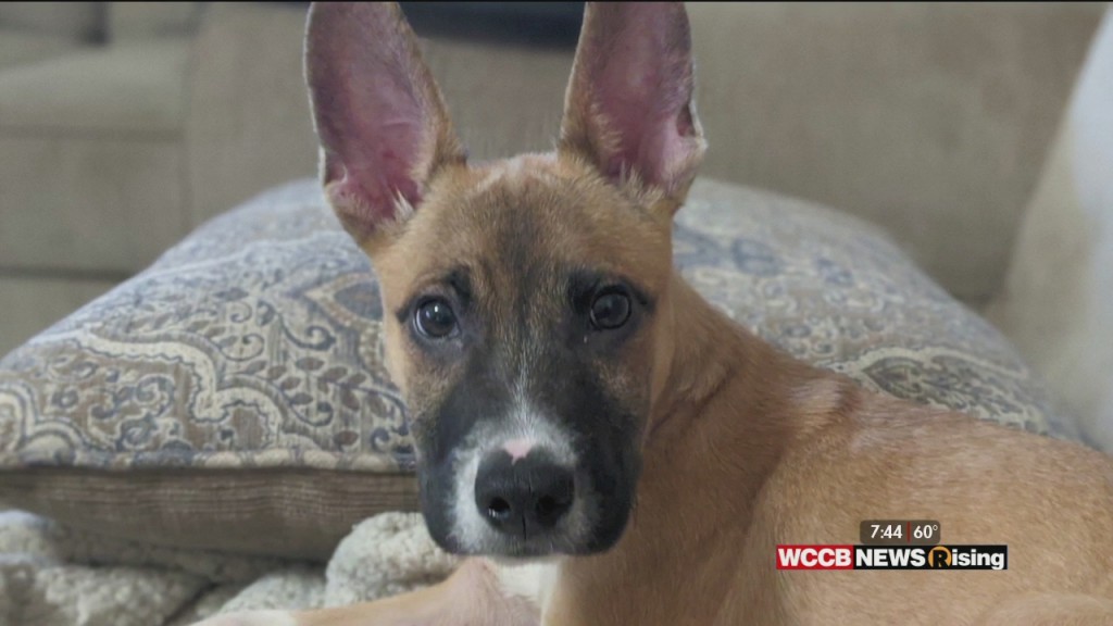 Auger & Auger's Doghouse: Help Find This Puppy A Forever Home