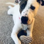 Andy
