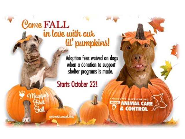Cmpdacc Pumpkin Program