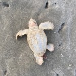Courtesy Of The Town Of Kiawah Island, Sc Facebook Page 1