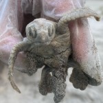 Courtesy Of The Town Of Kiawah Island, Sc Facebook Page