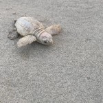 Courtesy Of The Town Of Kiawah Island, Sc Facebook Page 2