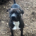 Drako