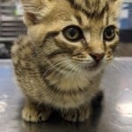 Simon
