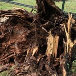 Tree Down In Statesville