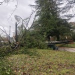 Tree On House In Statesville