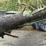 Tree On Powerlines In Statesville