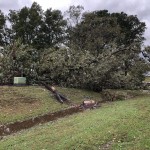 Trees On Power Lines At Central Elementary School