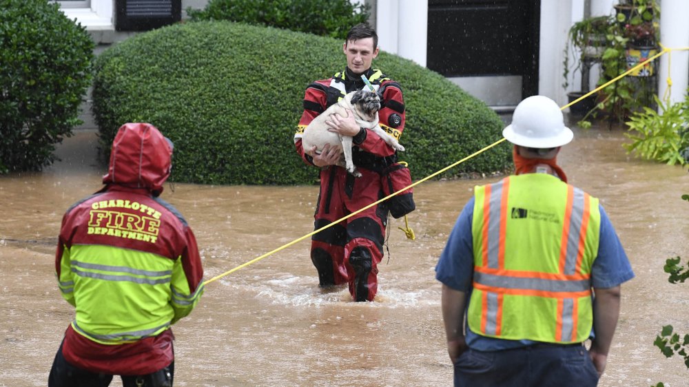 A Charlotte Fire Department Swift Water Rescue member escorts a dog from apartments during flooding along Wakefield Drive in Charlotte