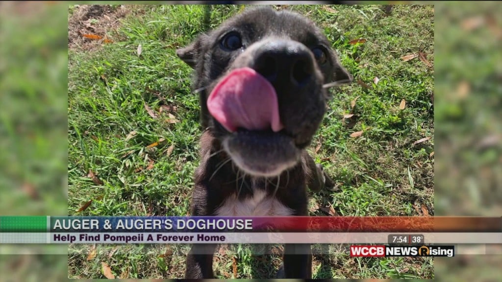 Auger & Auger's Doghouse: Meet Pompeii