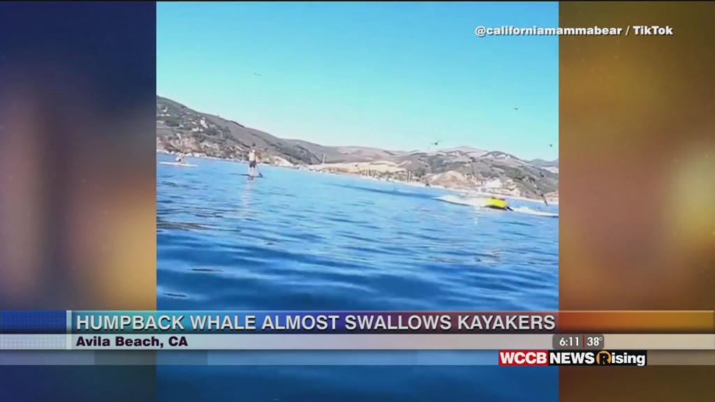 Viral Videos: Humpback Whale Almost Swallows Kayakers & Dad Takes Motivation To Whole New Level