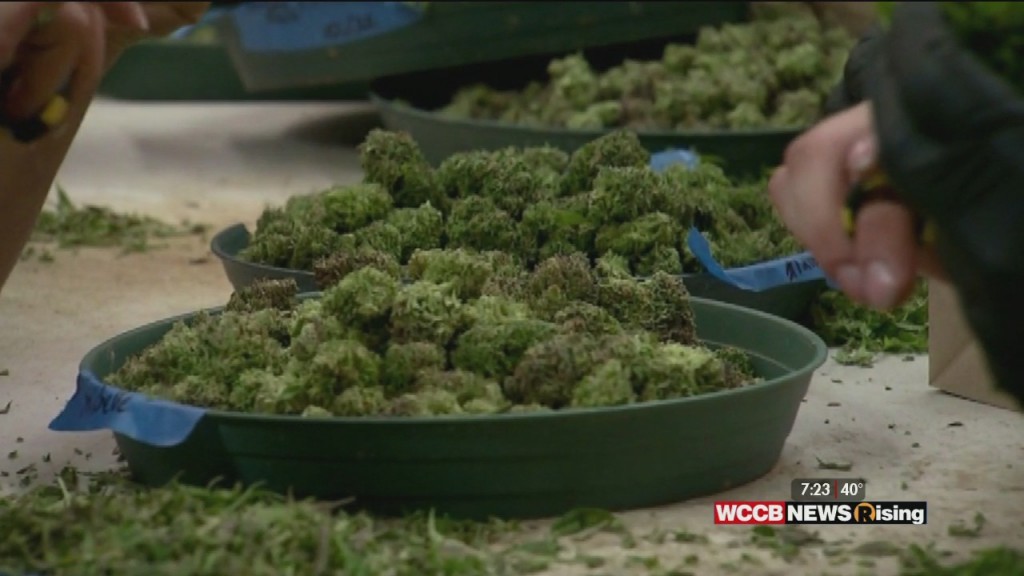 Cannabis A Big Winner On Election Night. Where Do The Carolinas Stand?