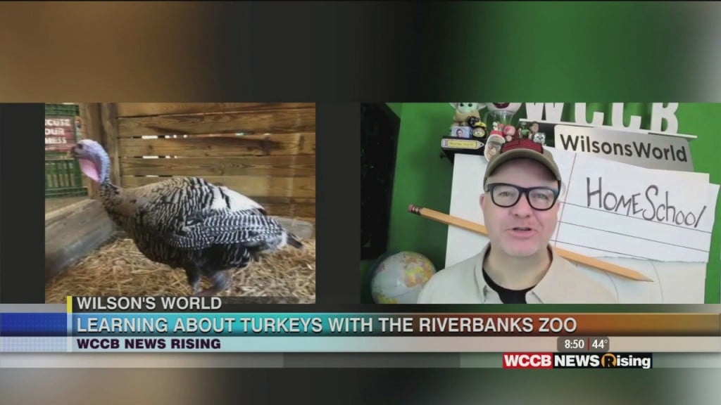 Wilson's World Homeschool: Visiting The Riverbanks Zoo's Newest Resident, Stewie The Turkey