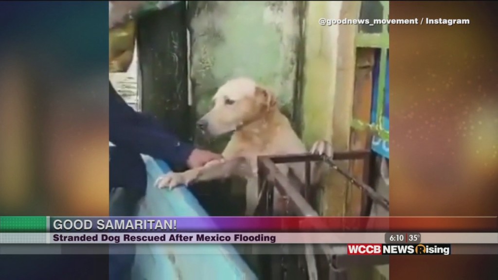 Viral Videos: Delivering Kindness, Dog Rescue And Bison Eats Breakfast