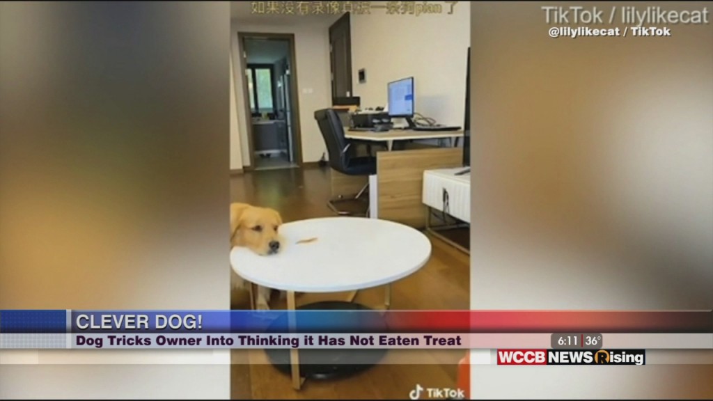 Viral Videos: Fedex Driver & Clever Dog