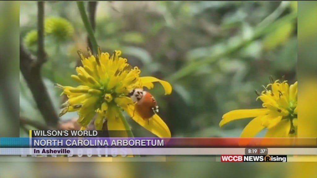 Wilson's World: Learning About The Unsung Heroes Of The Pollinator World At The North Carolina Arboretum