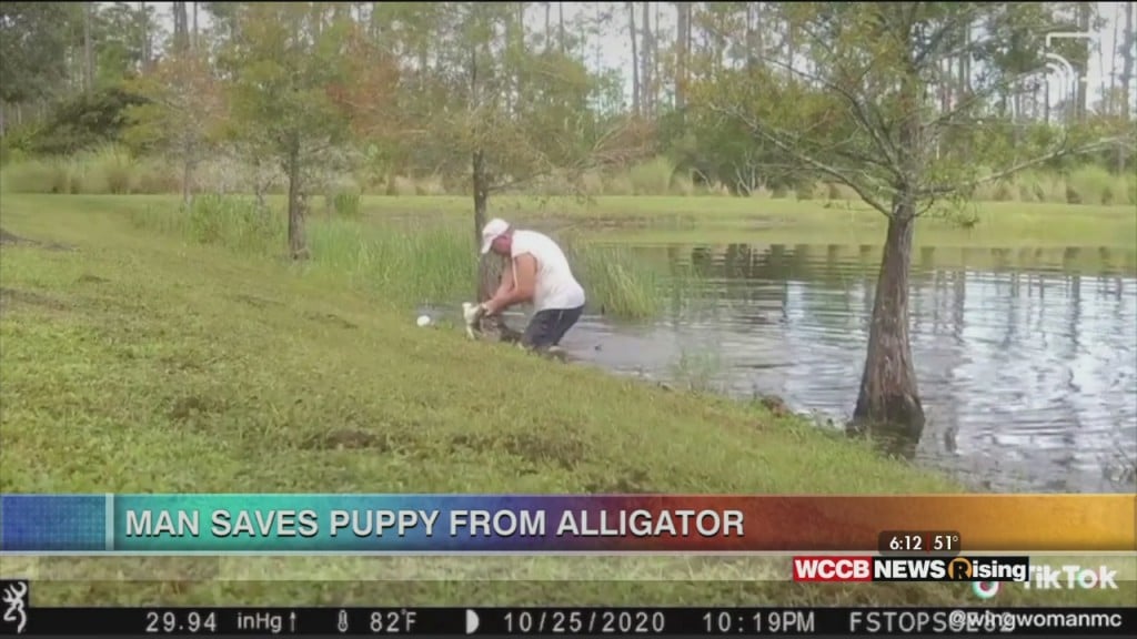 Viral Videos: Puppy Saved From Gator & Aunt Viv Challenge