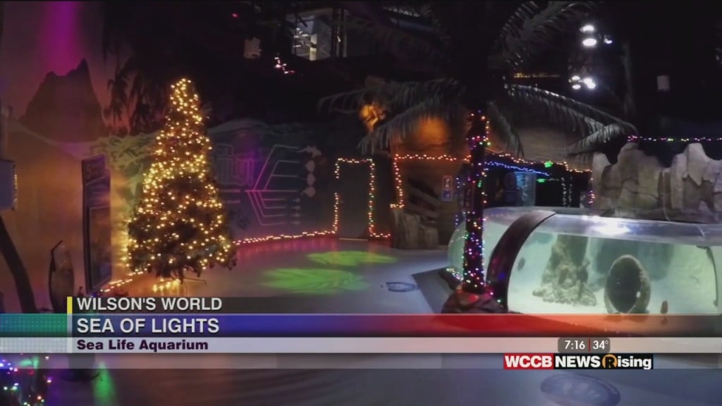 Wilson's World: Viewing The Sea Life Aquarium's Holiday Sea Of Lights