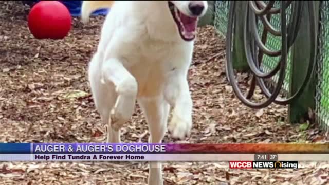 Auger & Auger's Doghouse: Meet Tundra!