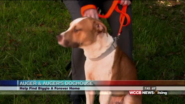 Auger & Auger's Doghouse: Meet Biggie!