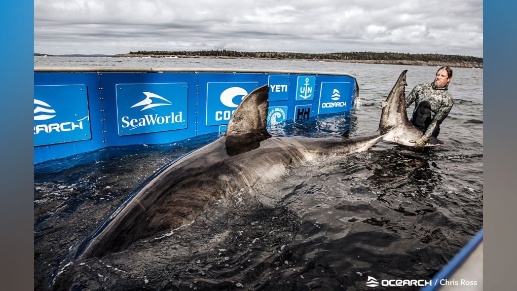 OCEARCH picture of Nukumi