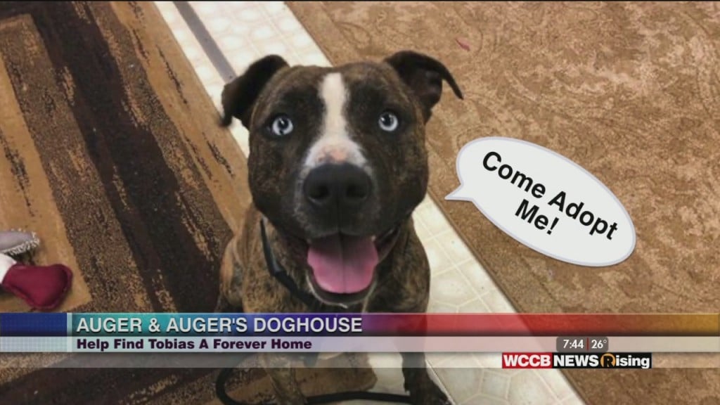 Auger & Auger's Doghouse: Meet Tobias!