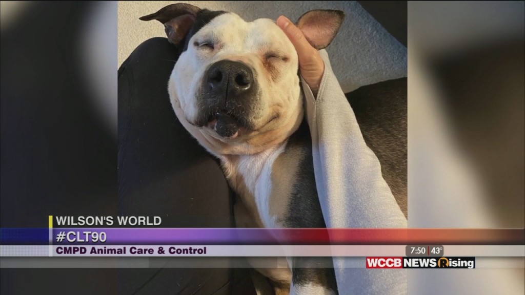 Wilson's World: Cmpd Animal Care & Control Working To Reach Their Adoption Goal For 2020