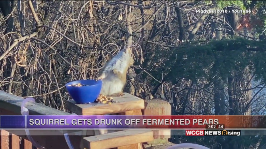 Don't Feed The Squirrels... They Might Get Drunk!