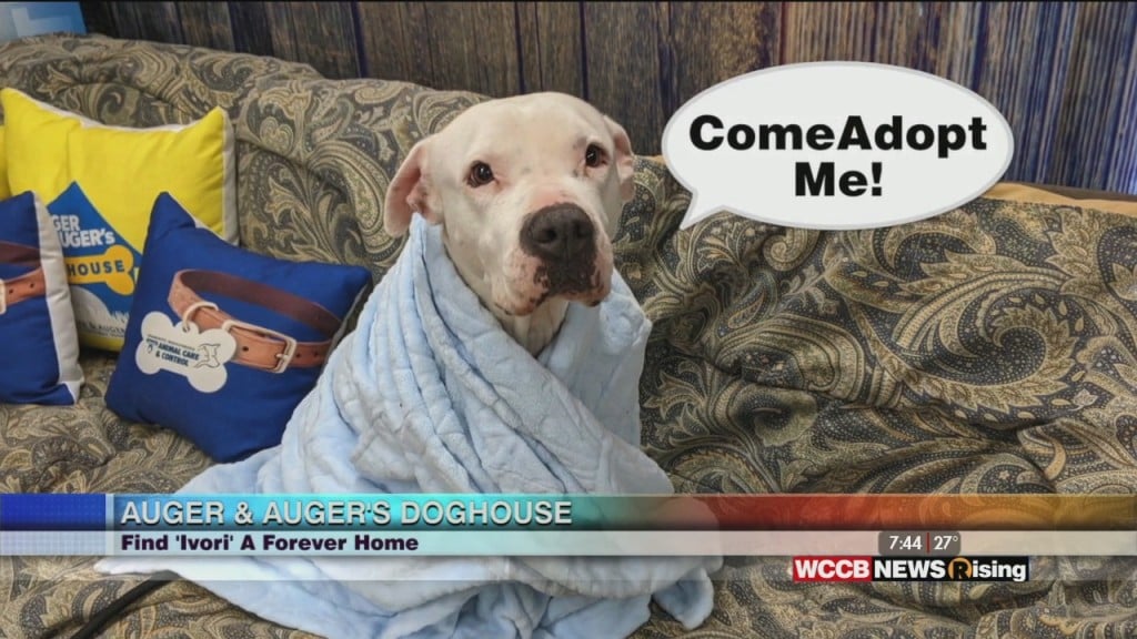 Auger & Auger's Doghouse: Meet Ivori!