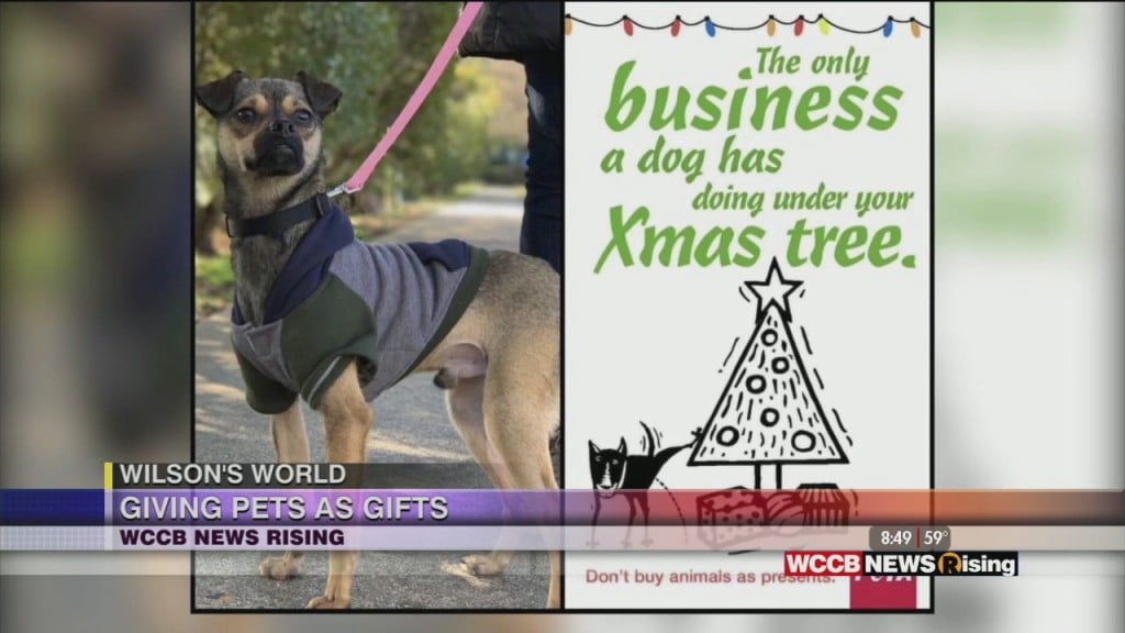Wilson's World: Dos And Don'ts For Pets During The Winter And Holiday Season