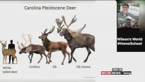 Wilson's World Homeschool: Learning For About Deer, Elk, Caribou, And Santa's Reindeer