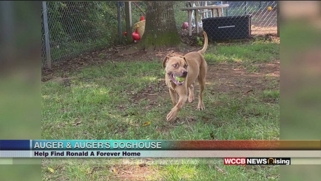 Auger & Auger's Doghouse: Meet Ronald!