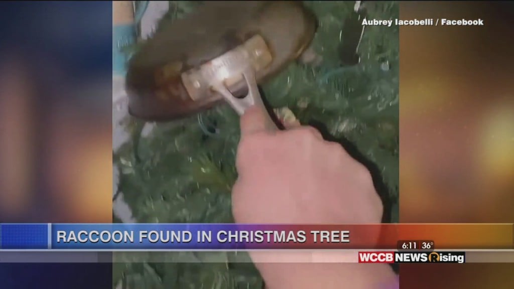 Viral Videos: Raccoon Found In Chrstmas Tree
