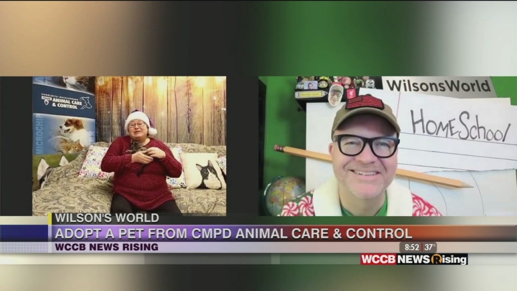 Wilson's World: An Update On Cmpd Animal Care & Control's 90% Adoption Goal