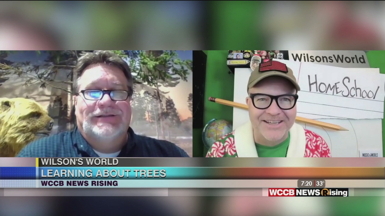 Wilson's World Homeschool: Learning About Trees With Dr. Steve - Vimarsana News