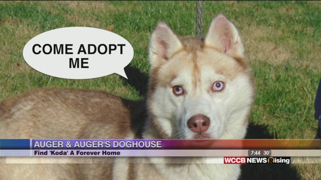 Auger And Auger's Doghouse: Meet Koda!