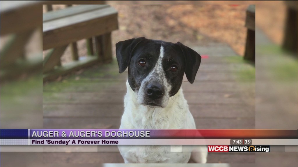 Auger & Auger's Doghouse: Meet Sunday!