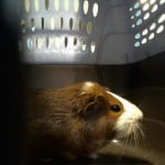 Destiny The Guinea Pig