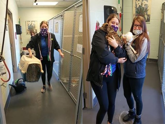 Hsc Featured Image Translyvania Animals