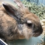 Holly The Bunny