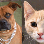 Humane Society Of Charlotte