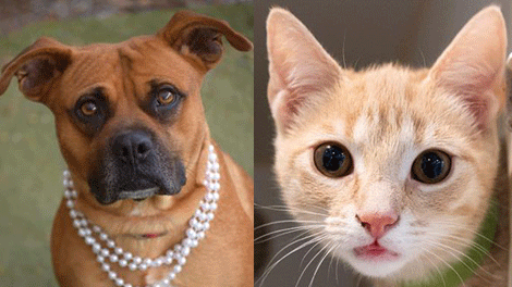 Humane Society Of Charlotte