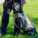 K9junior