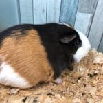Patches The Guinea Pig