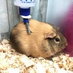 Skinnies The Guinea Pig