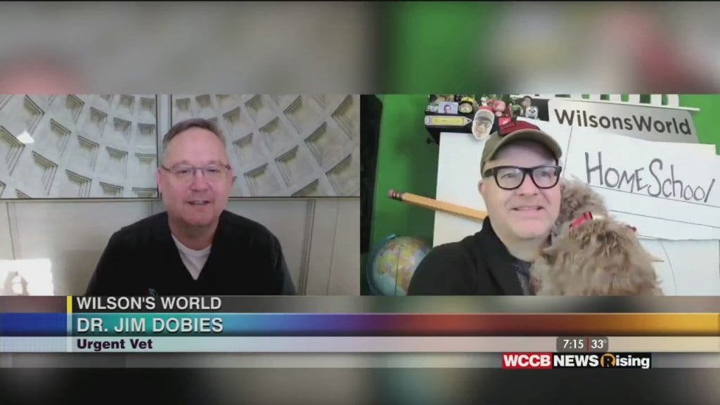 Wilson's World: Tips On Taking Care To Keep Our Pets Safe During New Year's Eve Celebrations